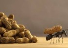 Người chịu được nỗi khổ tâm chí mới làm thành được việc lớn.